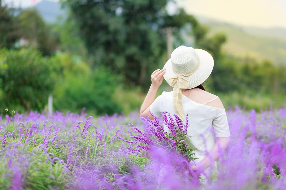 Ngẩn ngơ sắc tím oải hương ở thung lũng hoa cao nguyên Lào Cai