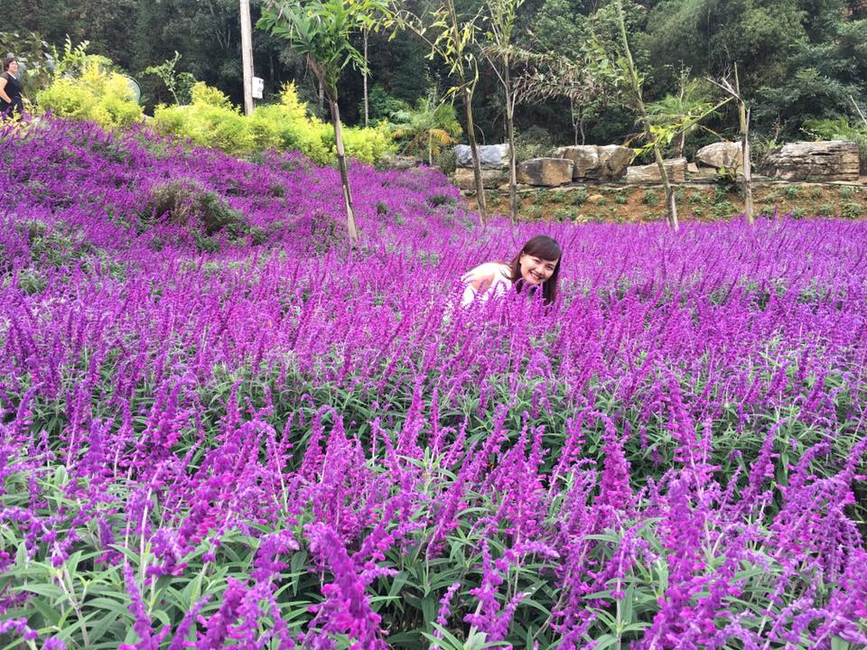 Ngẩn ngơ sắc tím oải hương ở thung lũng hoa cao nguyên Lào Cai