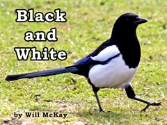 Tuần 17 Grade 2 - Học từ vựng và luyện đọc tiếng Anh theo K12Reader & các nguồn bổ trợ